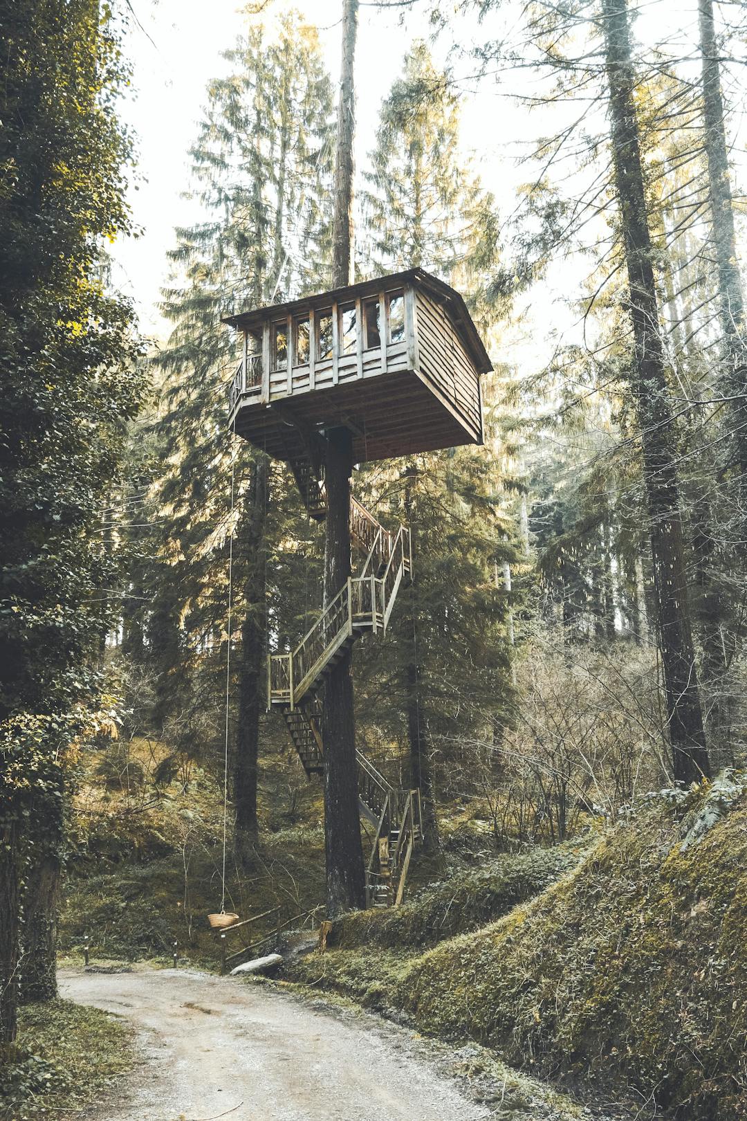 treehouse in the forrest